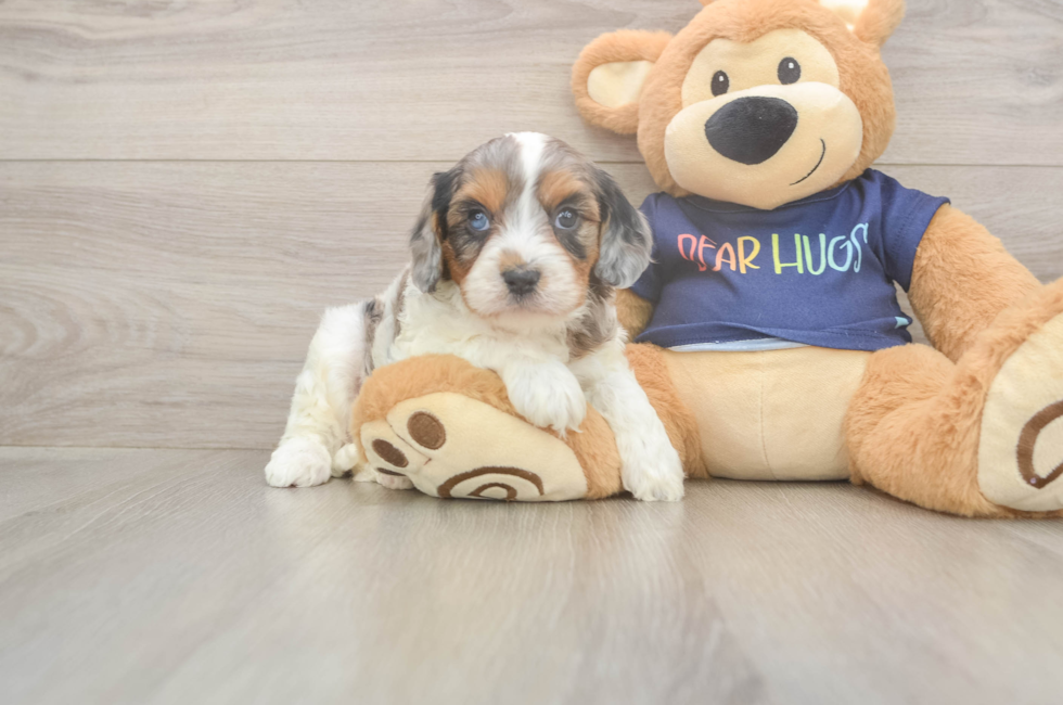 6 week old Cavapoo Puppy For Sale - Pilesgrove Pups