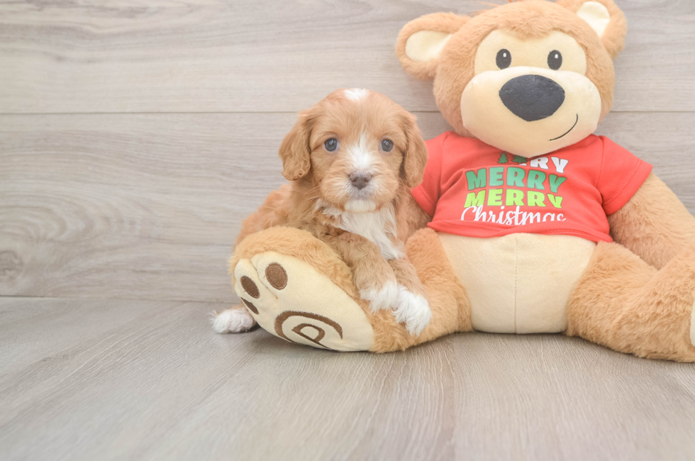 5 week old Cavapoo Puppy For Sale - Pilesgrove Pups