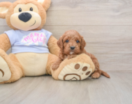 6 week old Cavapoo Puppy For Sale - Pilesgrove Pups
