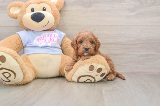Smart Cavapoo Poodle Mix Pup