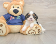 8 week old Cavapoo Puppy For Sale - Pilesgrove Pups