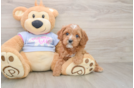 Friendly Cavapoo Baby