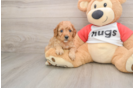 Sweet Cavapoo Baby