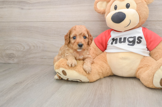 Sweet Cavapoo Baby