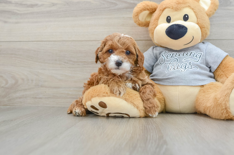 6 week old Cavapoo Puppy For Sale - Pilesgrove Pups