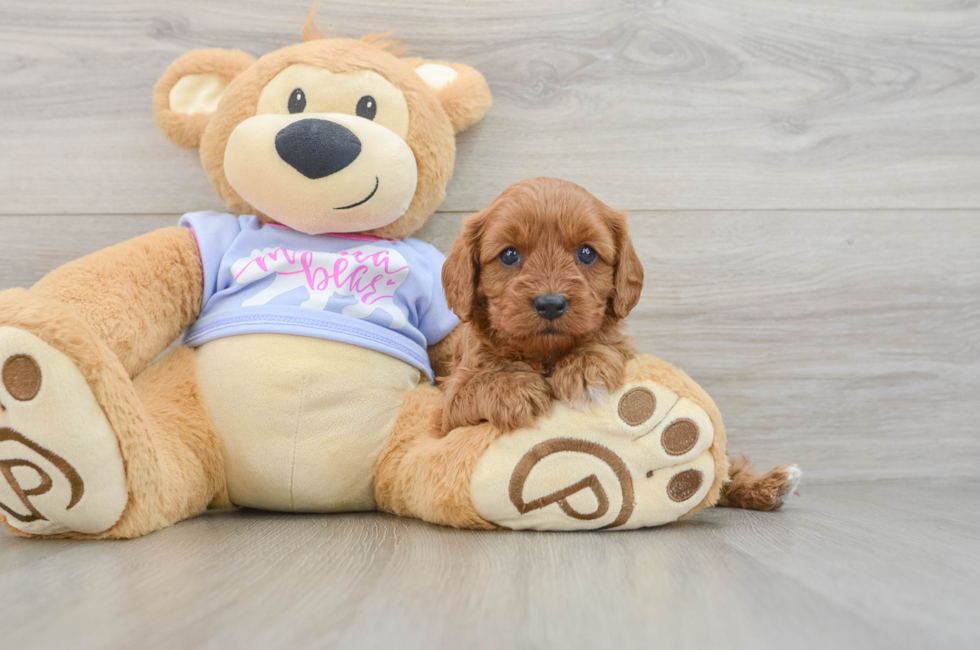 5 week old Cavapoo Puppy For Sale - Pilesgrove Pups