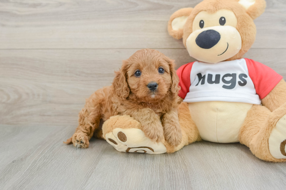 6 week old Cavapoo Puppy For Sale - Pilesgrove Pups