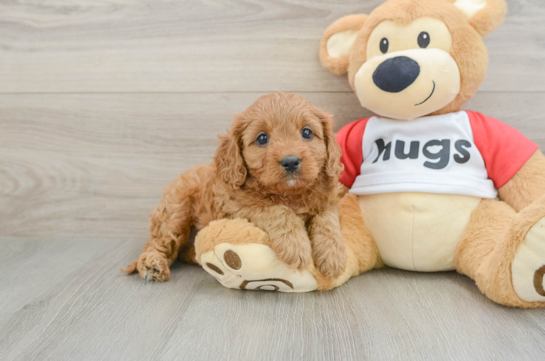 Hypoallergenic Cavadoodle Poodle Mix Puppy