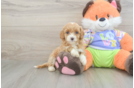 Small Cavapoo Baby