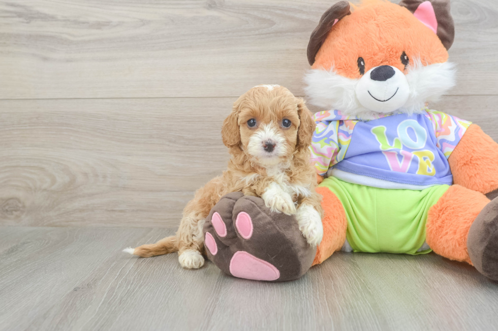 Small Cavapoo Baby
