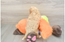 Cavapoo Puppy for Adoption
