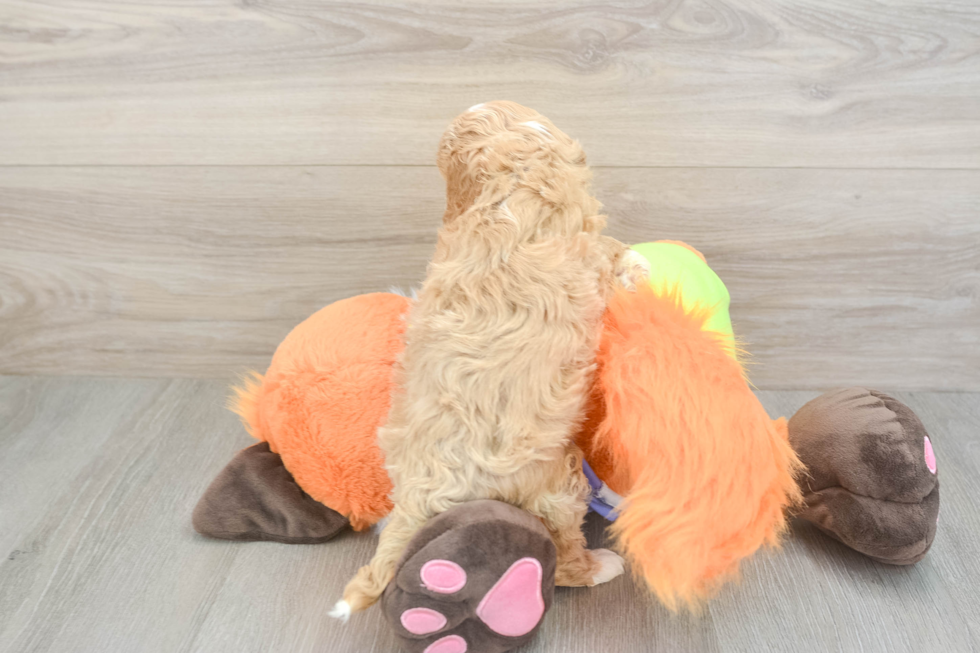 Cavapoo Puppy for Adoption