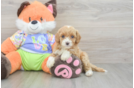 Best Cavapoo Baby