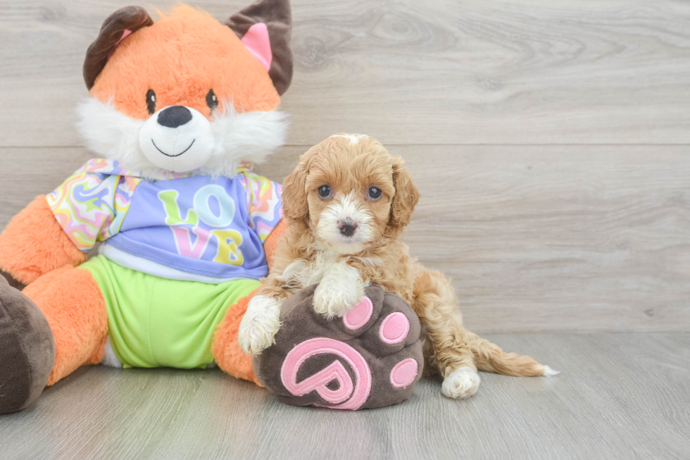 Best Cavapoo Baby