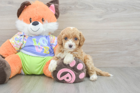 Best Cavapoo Baby