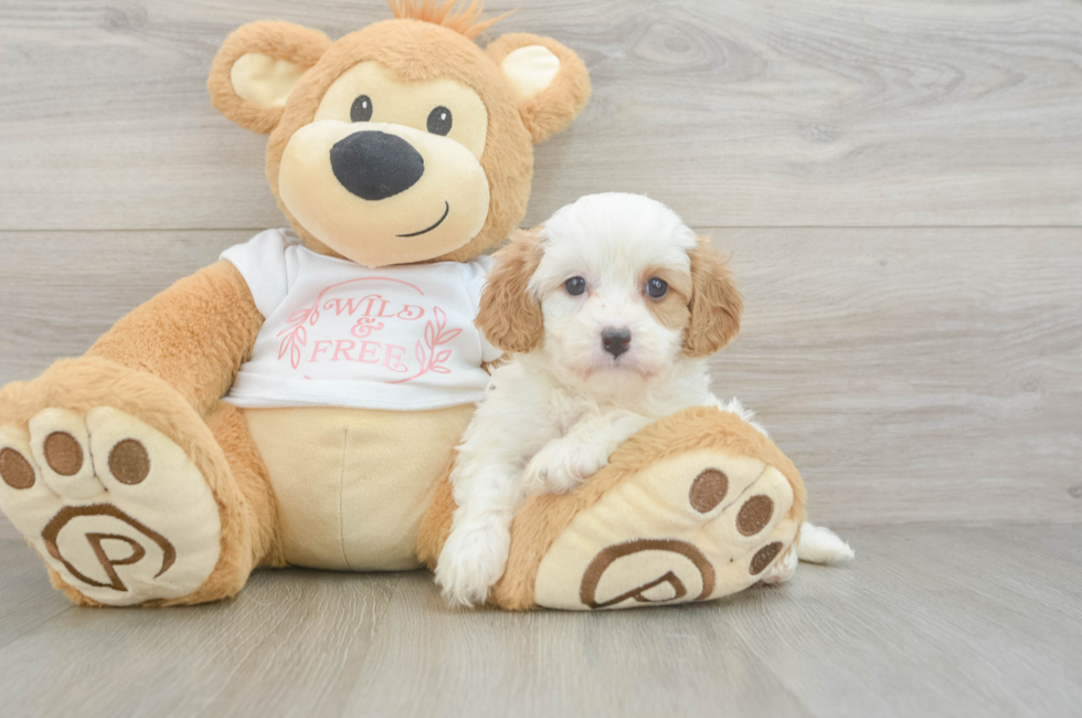 5 week old Cavapoo Puppy For Sale - Pilesgrove Pups