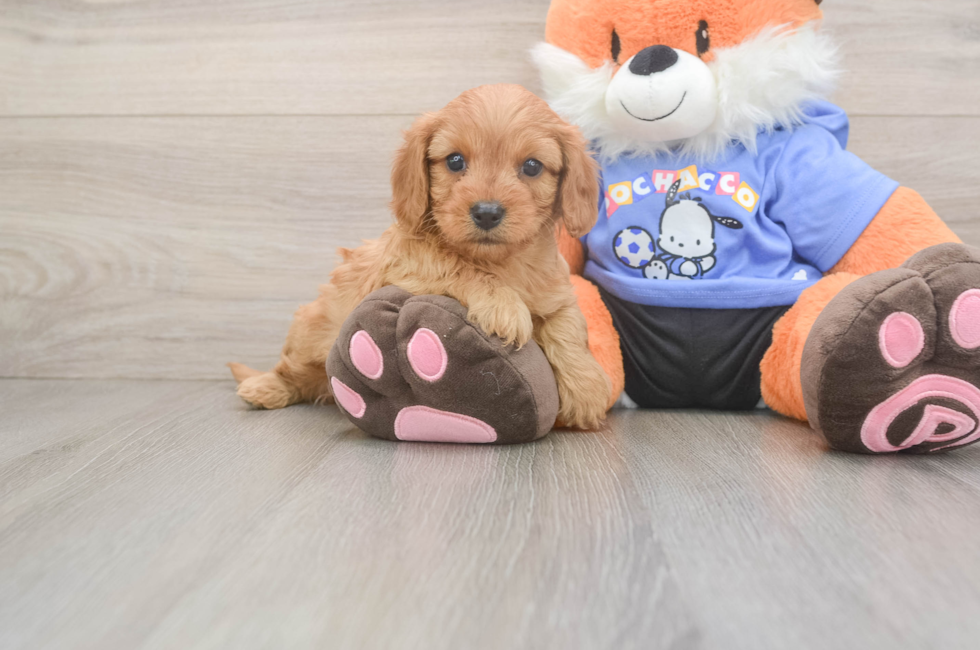 6 week old Cavapoo Puppy For Sale - Pilesgrove Pups