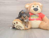 7 week old Cavapoo Puppy For Sale - Pilesgrove Pups