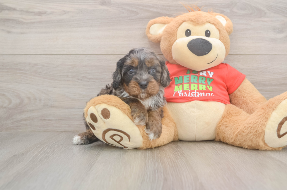 5 week old Cavapoo Puppy For Sale - Pilesgrove Pups