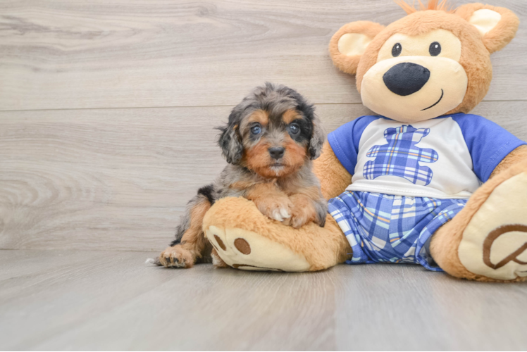 Cavapoo Pup Being Cute