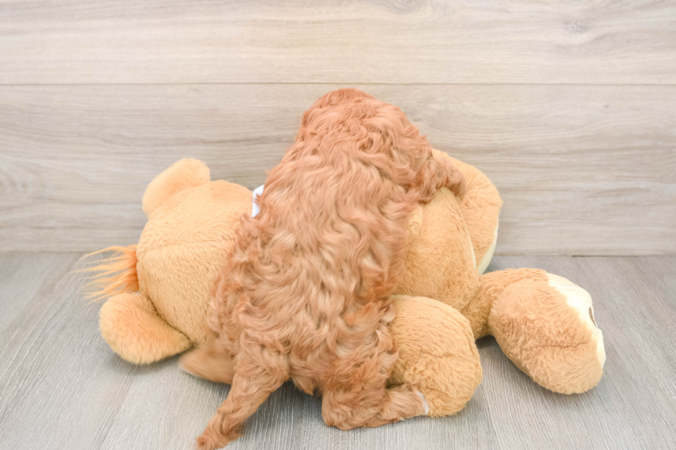 Best Cavapoo Baby
