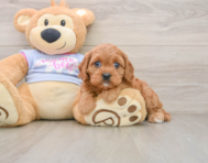 8 week old Cavapoo Puppy For Sale - Pilesgrove Pups