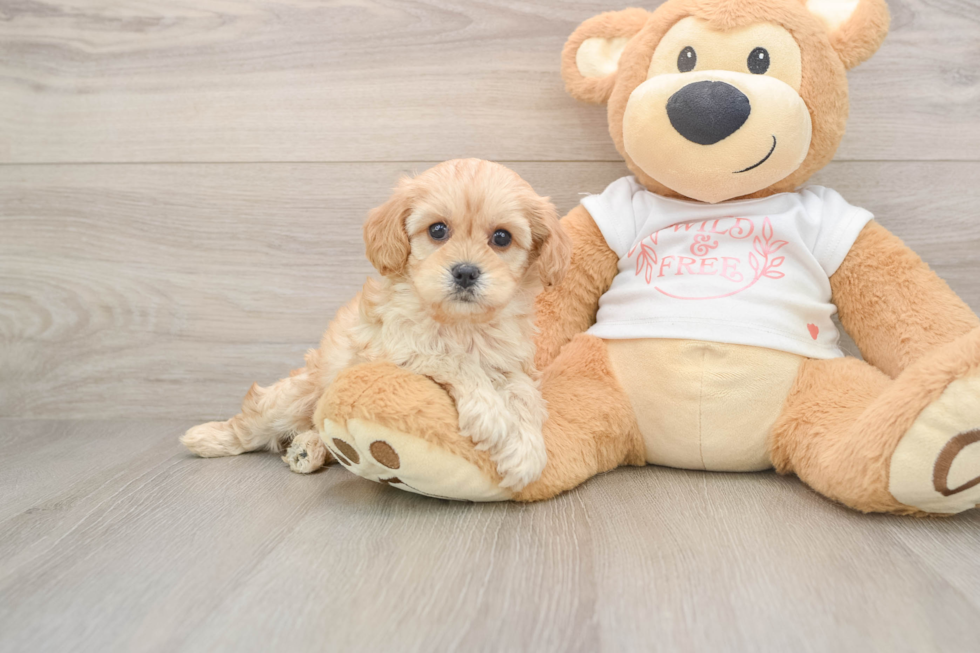 Cavapoo Pup Being Cute