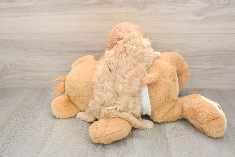 Cavapoo Puppy for Adoption