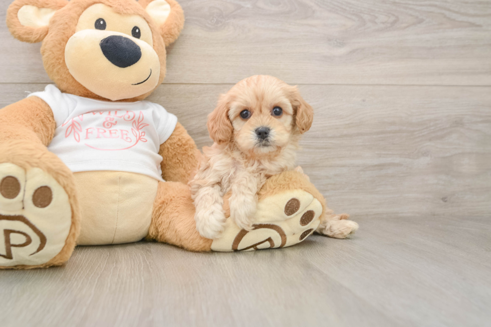 Small Cavapoo Baby