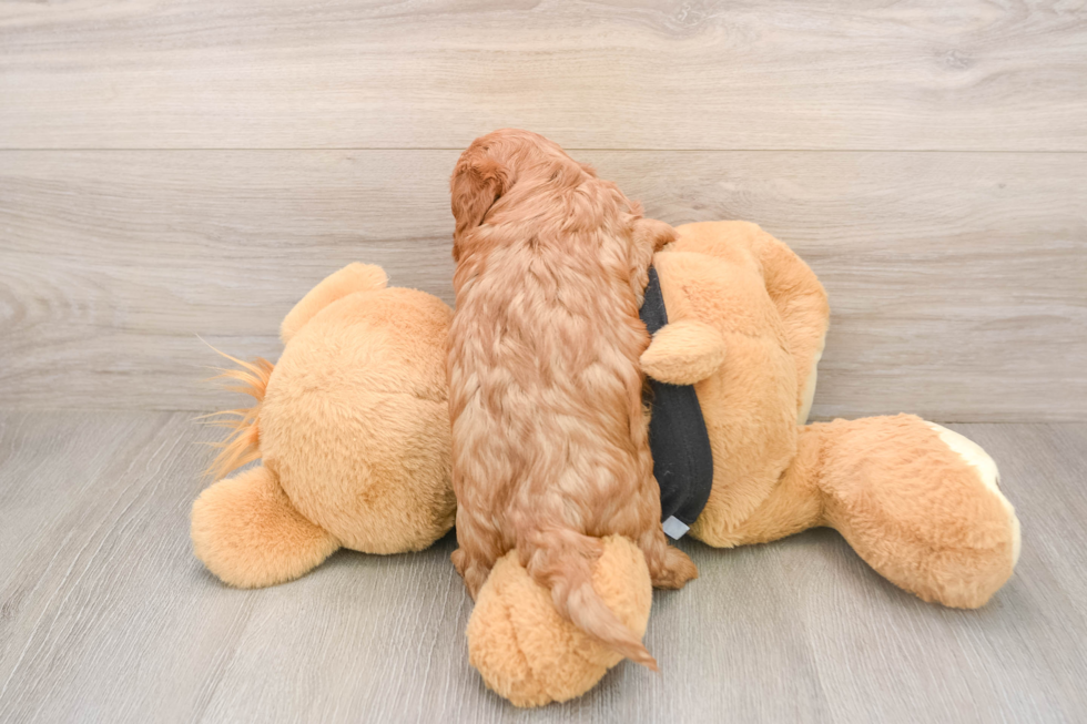 Cavapoo Puppy for Adoption