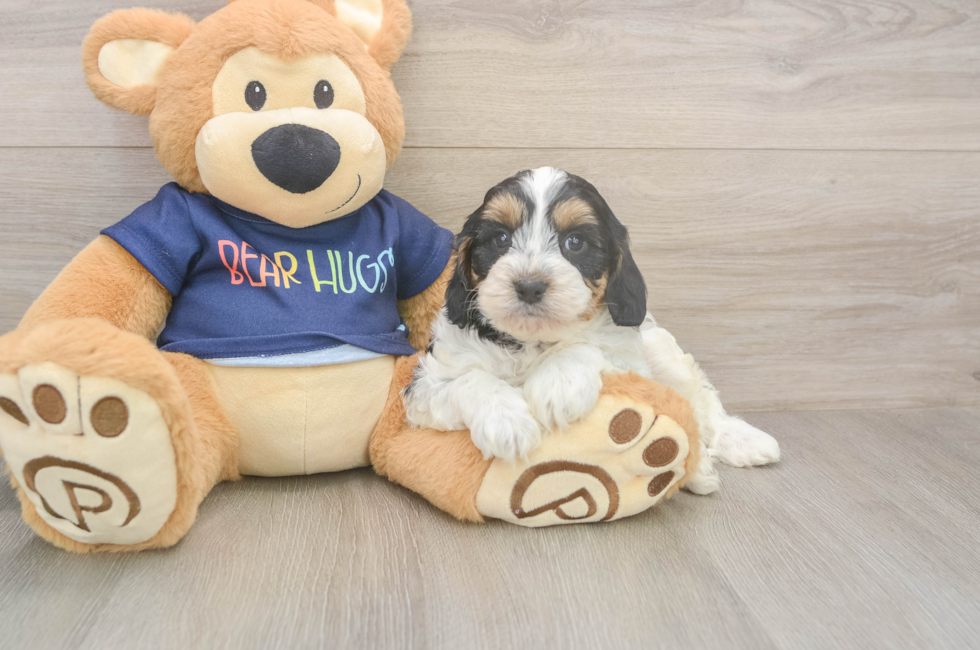6 week old Cavapoo Puppy For Sale - Pilesgrove Pups