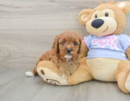 7 week old Cavapoo Puppy For Sale - Pilesgrove Pups