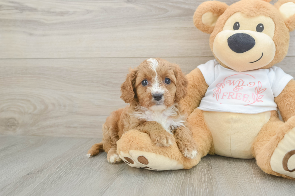 5 week old Cavapoo Puppy For Sale - Pilesgrove Pups