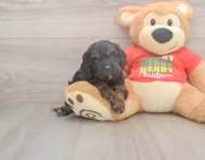 7 week old Cavapoo Puppy For Sale - Pilesgrove Pups