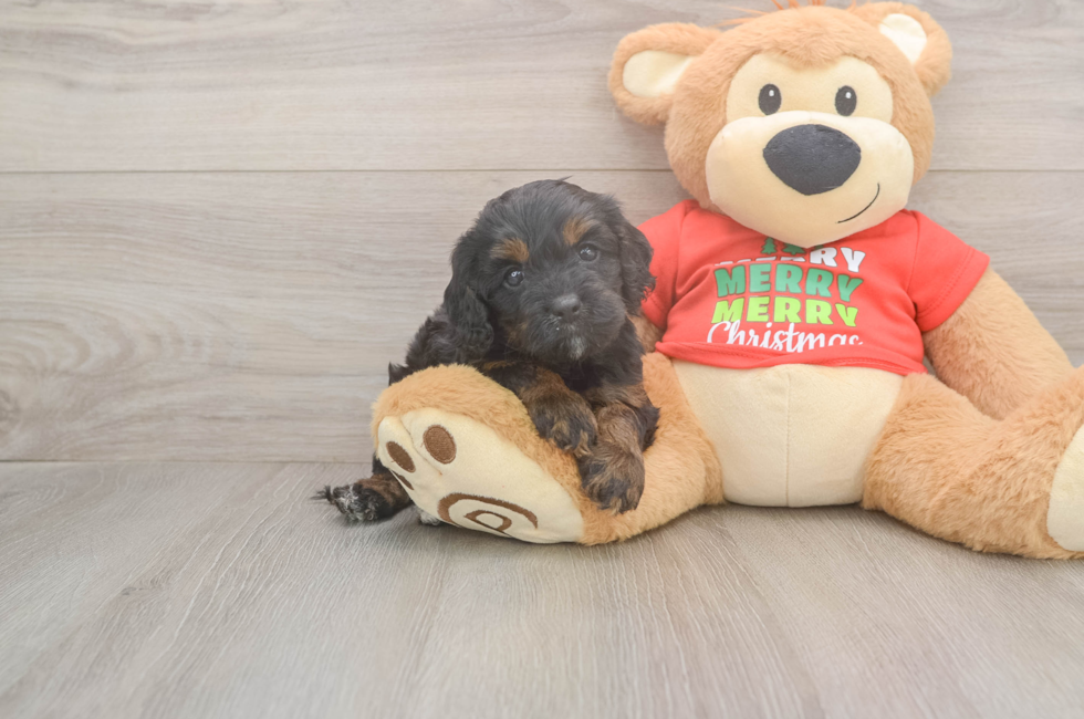 5 week old Cavapoo Puppy For Sale - Pilesgrove Pups