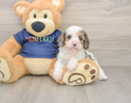 8 week old Cavapoo Puppy For Sale - Pilesgrove Pups