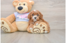Fluffy Cavapoo Poodle Mix Pup