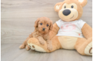 Cavapoo Pup Being Cute