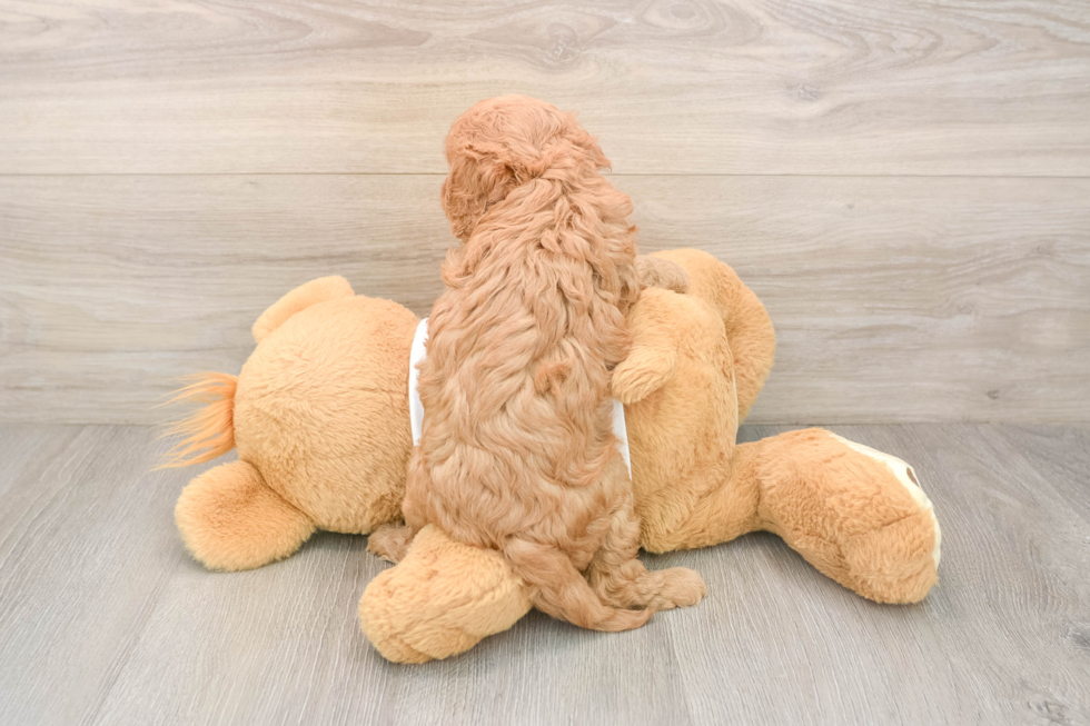Adorable Cavalier King Charles Spaniel and Poodle Mix Poodle Mix Puppy