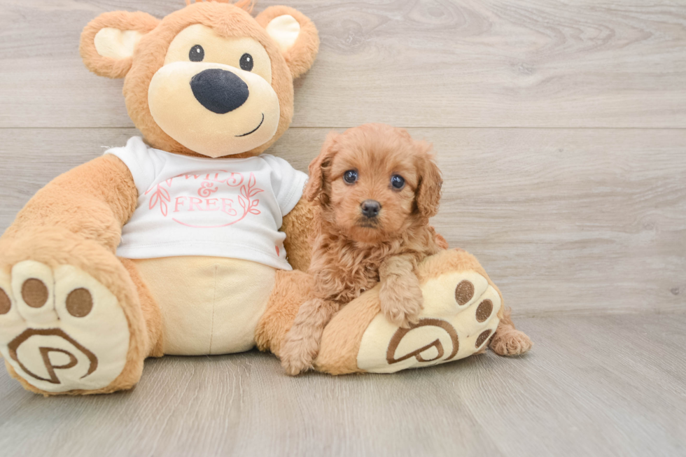 Popular Cavapoo Poodle Mix Pup
