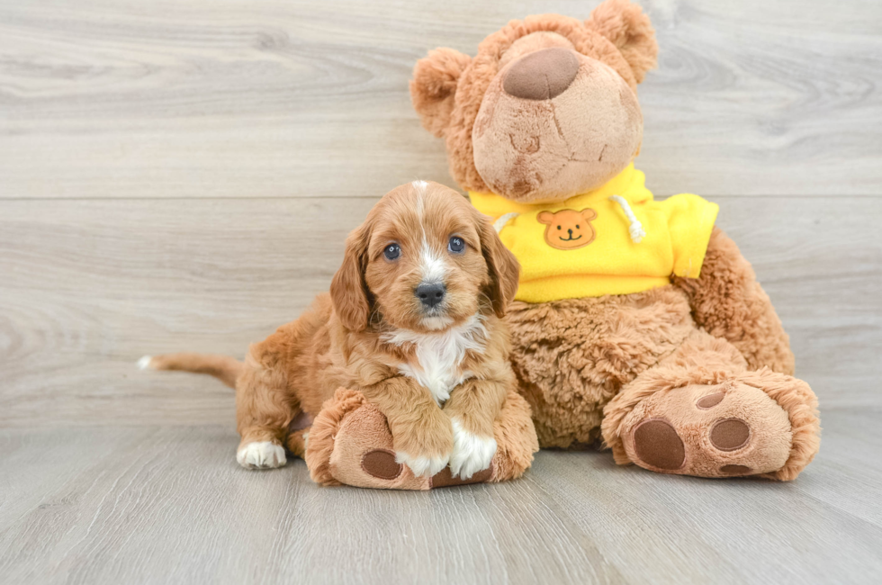 6 week old Cavapoo Puppy For Sale - Pilesgrove Pups