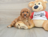 7 week old Cavapoo Puppy For Sale - Pilesgrove Pups