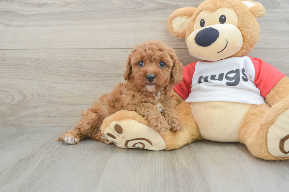 7 week old Cavapoo Puppy For Sale - Pilesgrove Pups