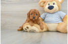 Cute Cavapoo Baby