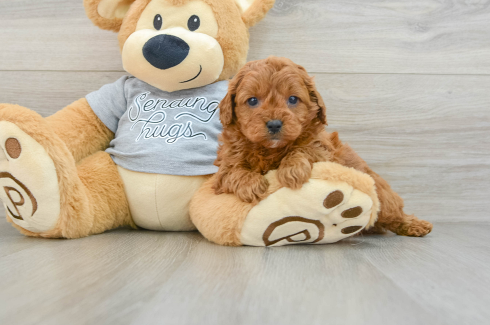 6 week old Cavapoo Puppy For Sale - Pilesgrove Pups