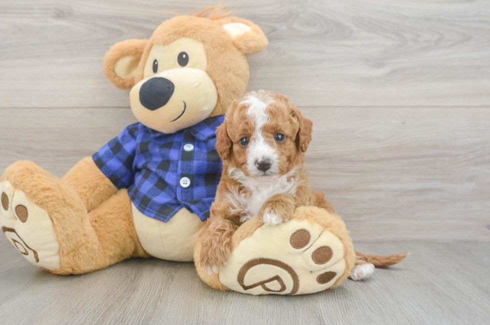 5 week old Cavapoo Puppy For Sale - Pilesgrove Pups