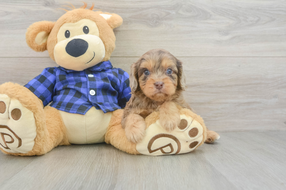 6 week old Cavapoo Puppy For Sale - Pilesgrove Pups