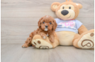 Playful Cavapoodle Poodle Mix Puppy