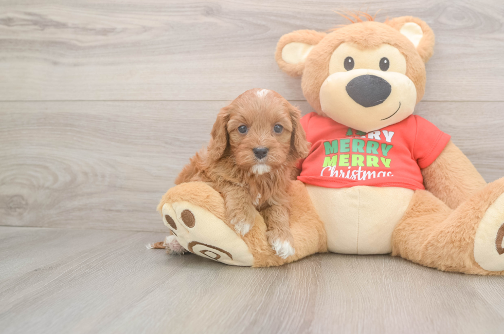 5 week old Cavapoo Puppy For Sale - Pilesgrove Pups