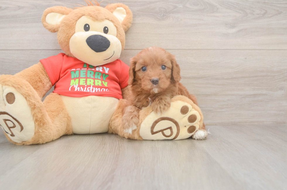 5 week old Cavapoo Puppy For Sale - Pilesgrove Pups